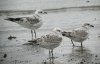 Mediterranean Gull at Southend Seafront (Steve Arlow) (132891 bytes) Mediterranean Gull at Southend Seafront (Steve Arlow) (132891 bytes)